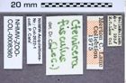 Etiketten zu Tesolasomus funereus (Brown, 1936) (NHMW-ZOO-COL-0008360)